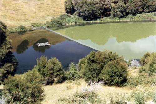 Plankton bloom in Lake Ōrākei