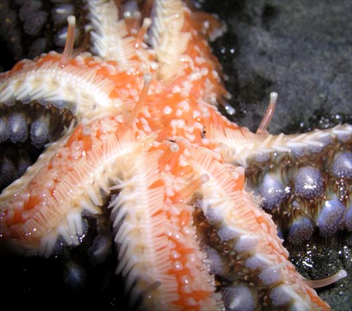 Underside of a starfish