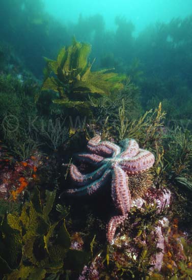 Seven-armed starfish