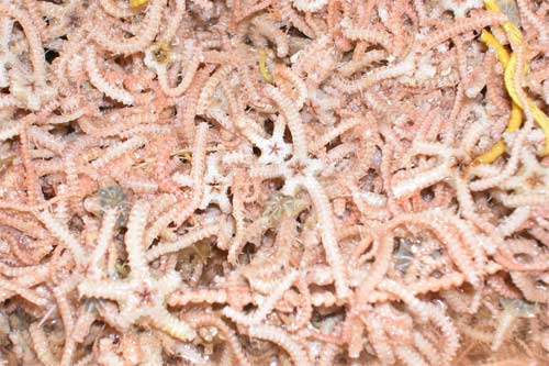 Brittle stars 