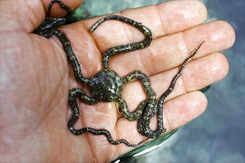 Mottled brittle star 
