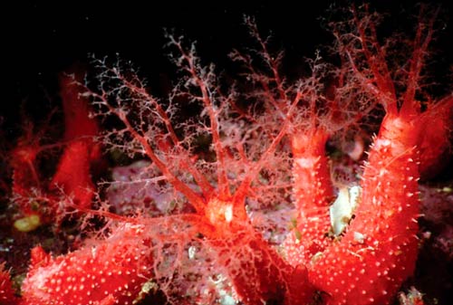 Strawberry sea cucumber