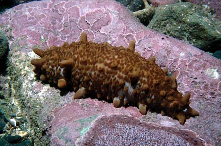 Common sea cucumber