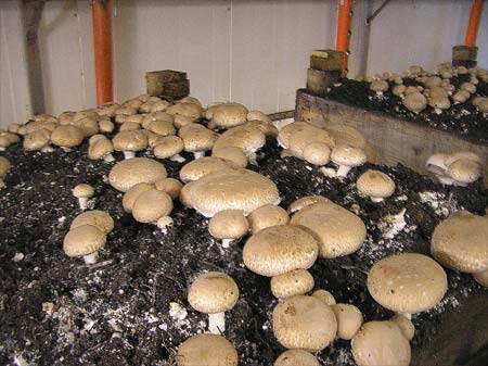 Mushroom farming