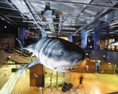 An extinct shark