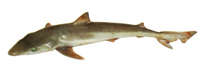 School shark