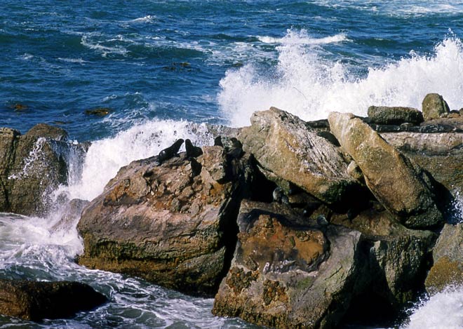 Seals at Shag Point