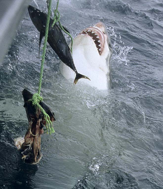 Great white shark taking bait