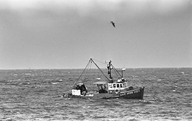 Laying shark nets
