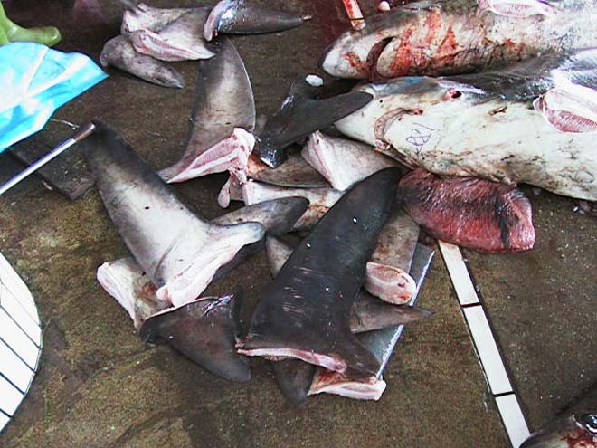Shark fins