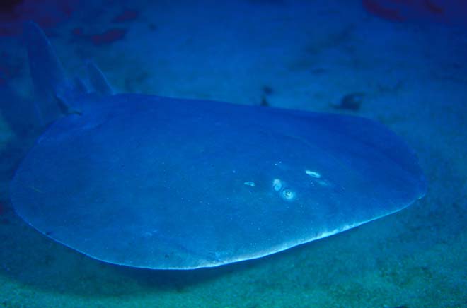 Electric ray