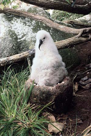 Buller’s albatross chick