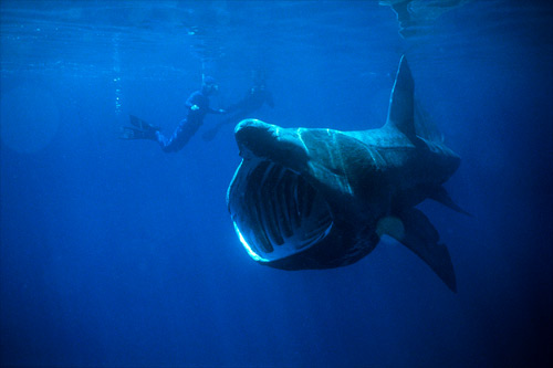 Basking shark