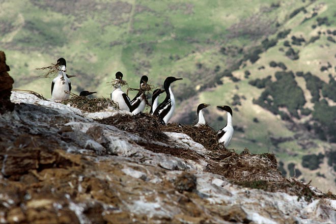 King shags building nests