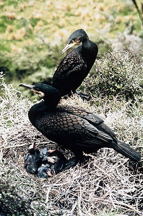 Black shags with chicks