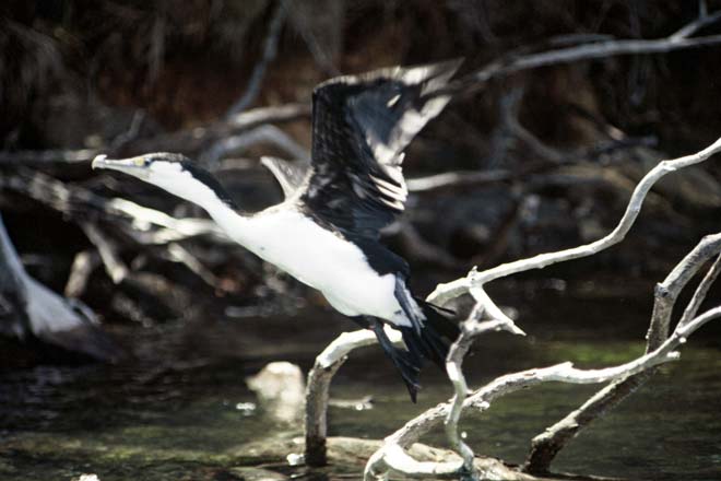 Pied shag