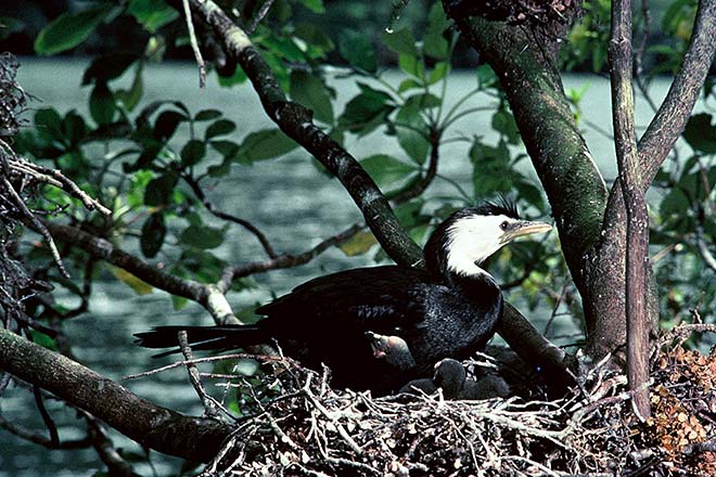 Little shag nesting