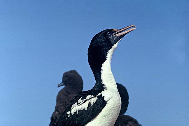 King shag with chicks