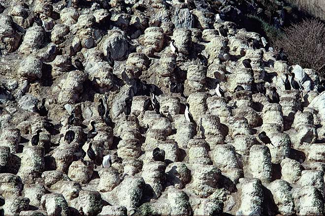 Stewart Island shags