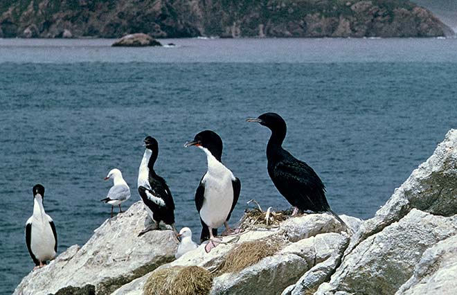 Colour variation in Stewart Island shags