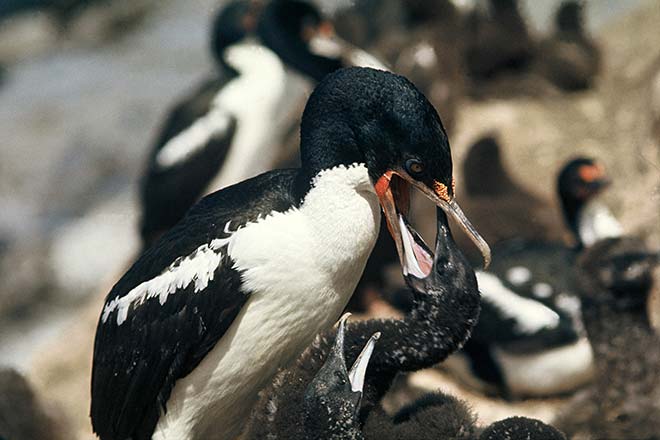 Chatham Island shag with chicks