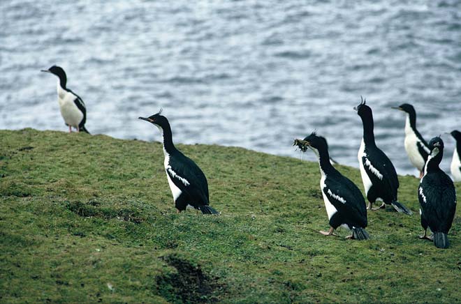 Auckland Island shags