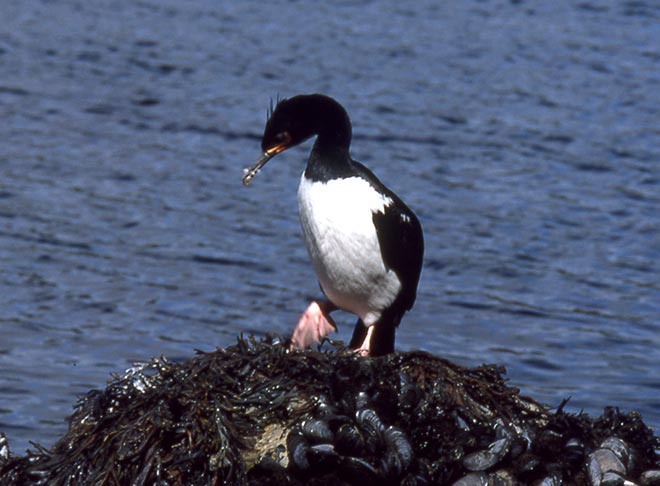 Campbell Island shag