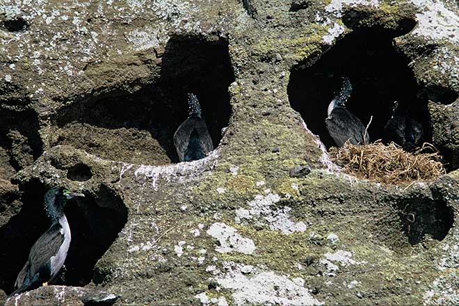 Pitt Island shags