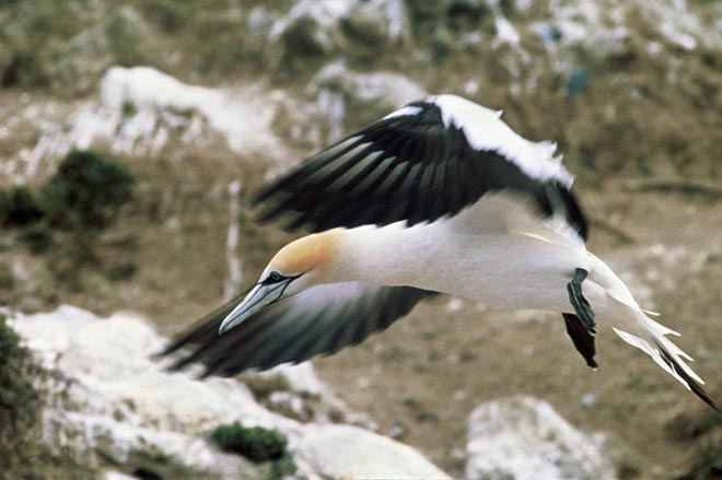 Australasian gannet