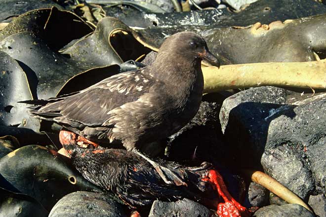 Subantarctic skua