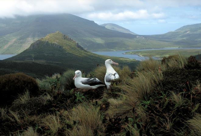Southern royal albatrosses