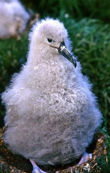 Black-browed albatross chick