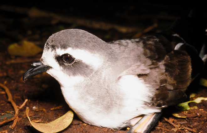 White-faced storm petrel