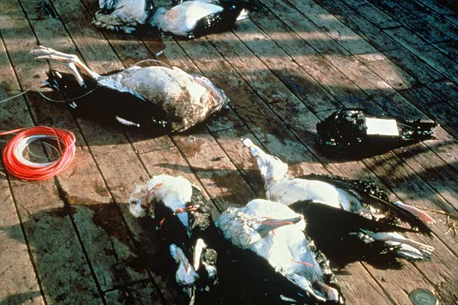 Albatrosses killed on longlines
