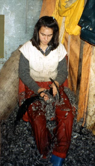 Ailsa plucks a tītī