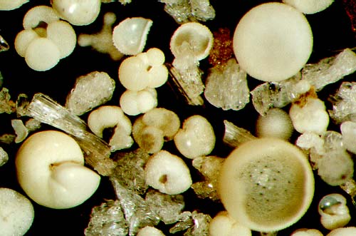 Foraminiferous sediment 