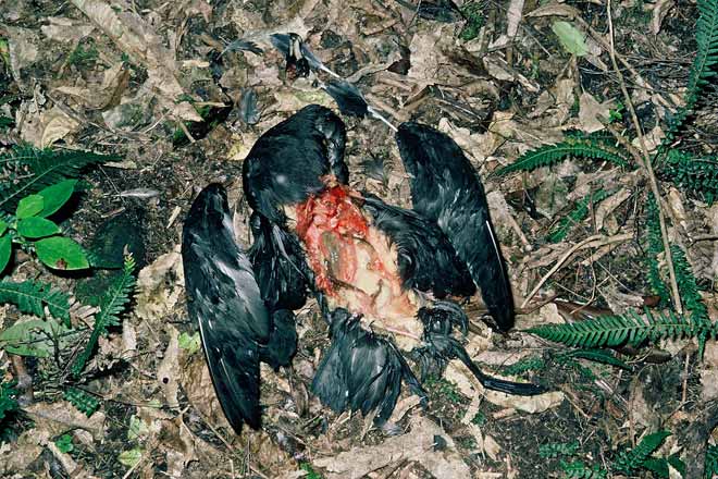 Remains of a black petrel 