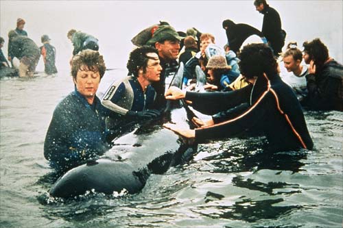 Stranded whales