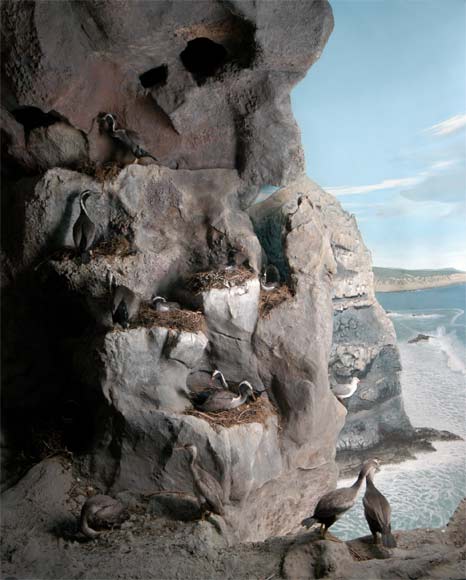 Seabird display