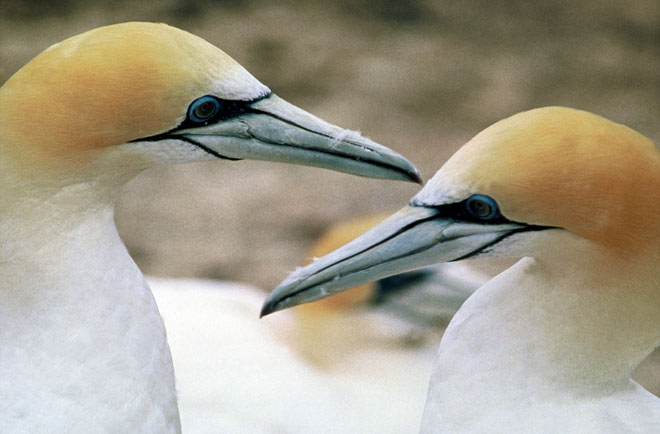 Adult gannets