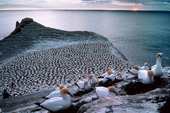 Cape Kidnappers colony