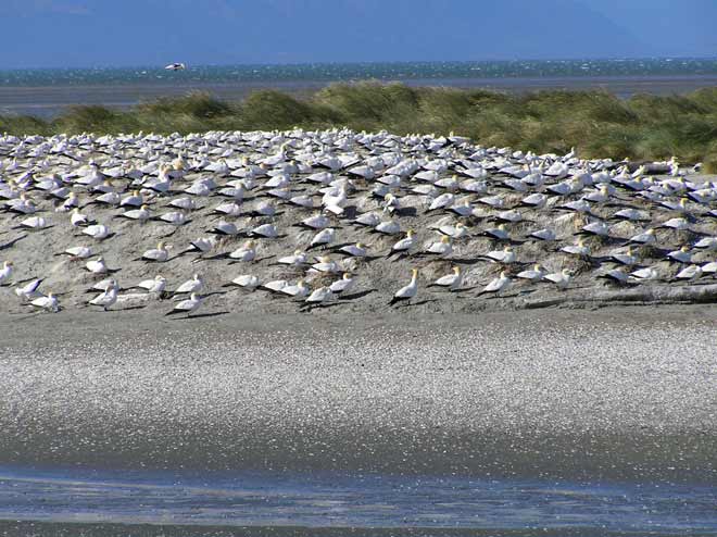 Farewell Spit colony 