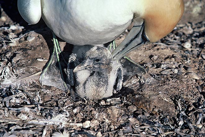 Gannet chicks