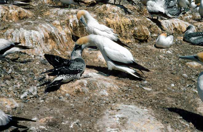 Feeding the young