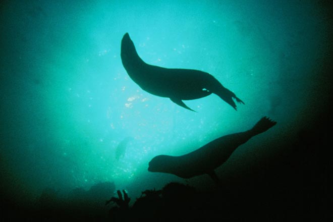 Seals, Piopiotahi Marine Reserve 