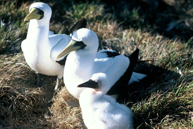Masked boobies