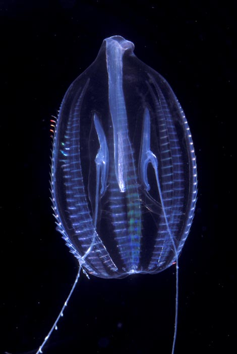 Comb jelly