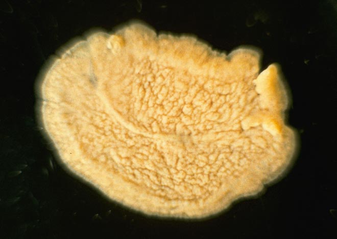 Multivirile flatworm