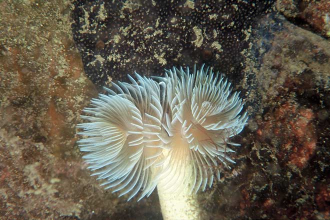 Tube worm
