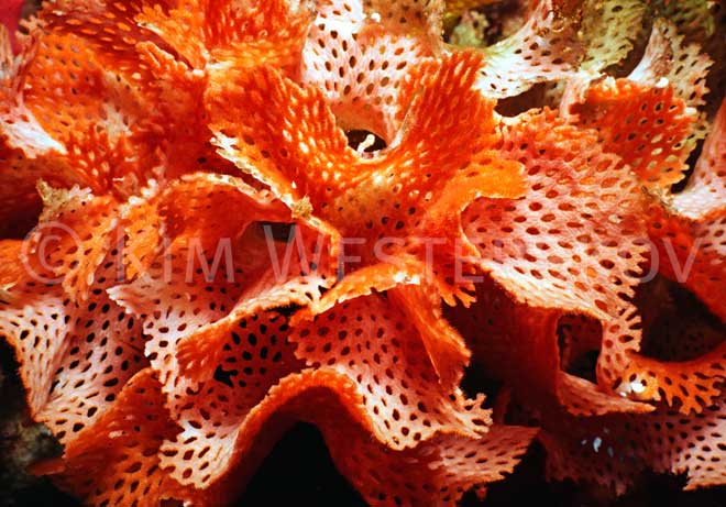 Lace coral